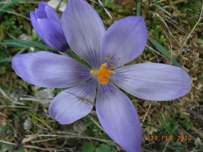 Crocus neapolitanus